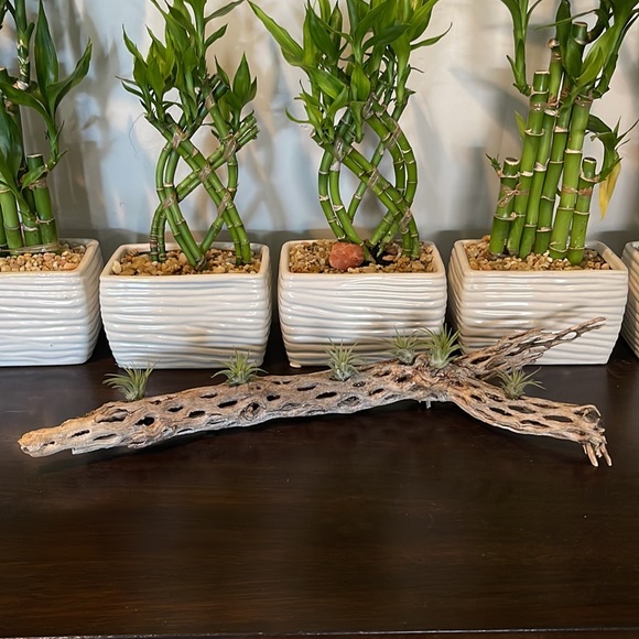 🔆AUR PLANT🔆 DRIED CACTUS DECORATION - Picture 11 of 12